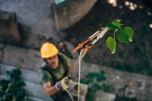 How Our Tree Care Process Works  in Victoria, VA